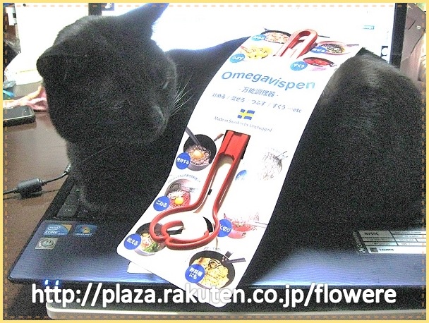 オメガヴィスペン.jpg