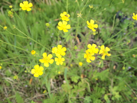 ウマノアシガタの花