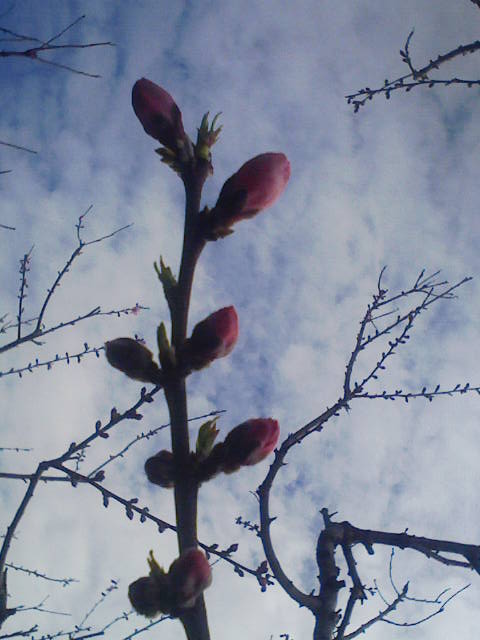 F1000036 - コピー.JPG