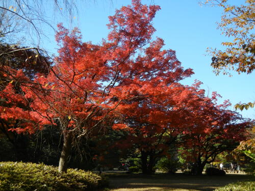 六義園の紅葉