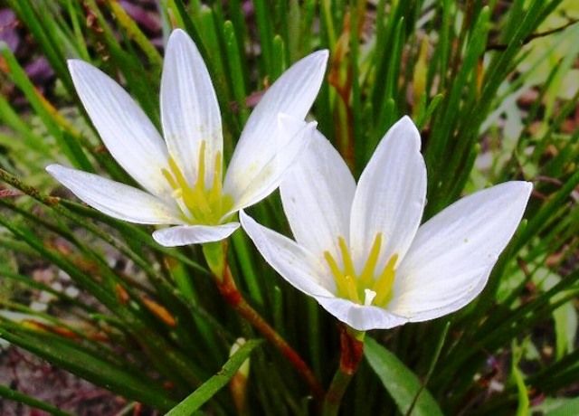 玉すだれの花とサフラン擬きの花 花と蕎麦とリハビリと 楽天ブログ