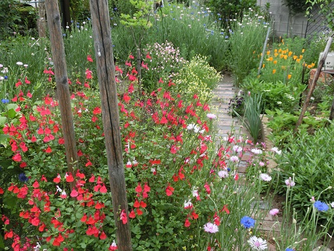 チェリーセージ