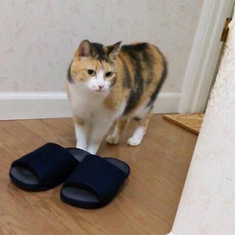 image.jpg
