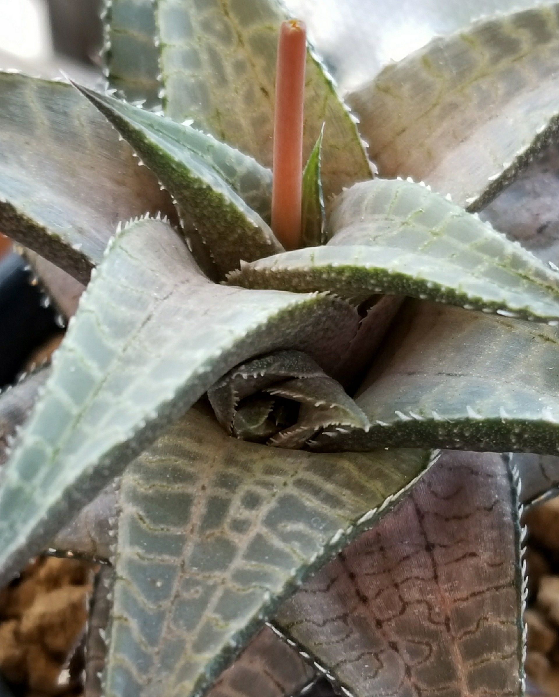 竜鱗&雷鱗 | デルオの多肉日記 - 楽天ブログ