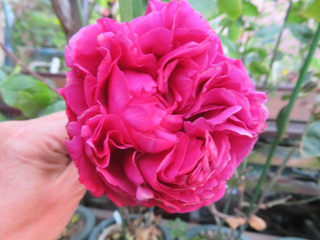 エレガントなブルジョアとプリンアラモードを額に飾って ばぁばの薔薇の花園 楽天ブログ