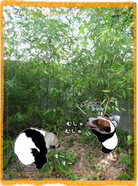 笹とパンダ1.jpg