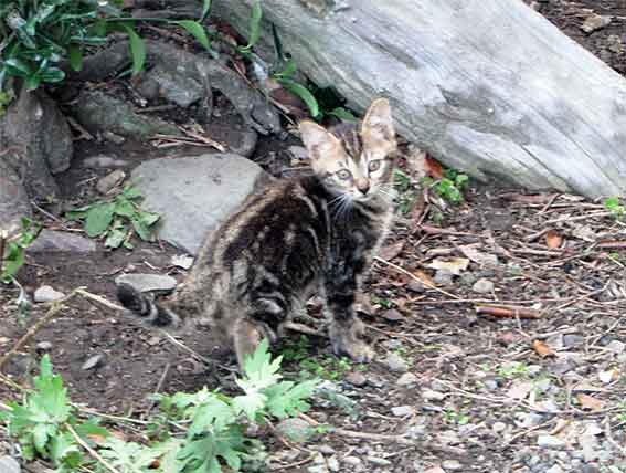 我が家のニャンコ♪2016/06/20-02