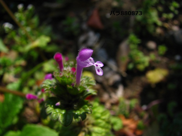 IMG_0984 - コピー (2) - コピー.JPG