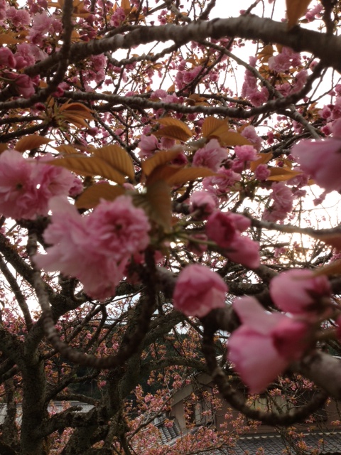桜１.JPG