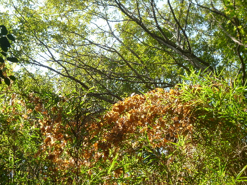 P1130281(1).JPG