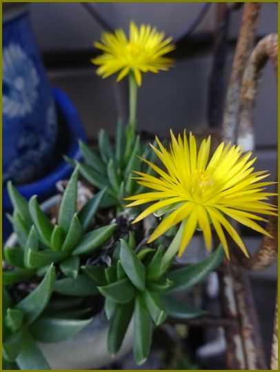 多肉植物 3時草ベルゲランサスたんぽぽ見たいな花が咲く