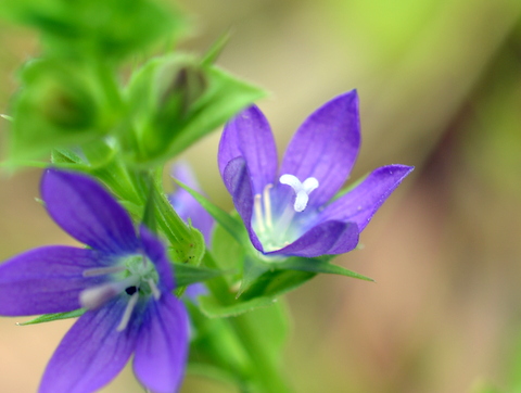 雄性期の花と雌性期