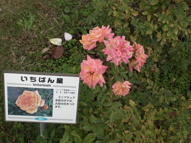 DSCF8559.JPG