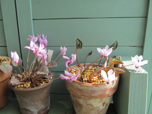 opt09 005.JPG