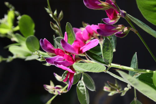 ダルマハギ　27.6.12-3_edited-1.jpg