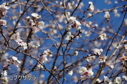 浜離宮恩賜庭園