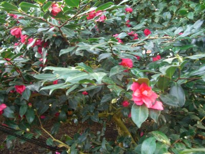 CIMG4442 (400x300).jpg