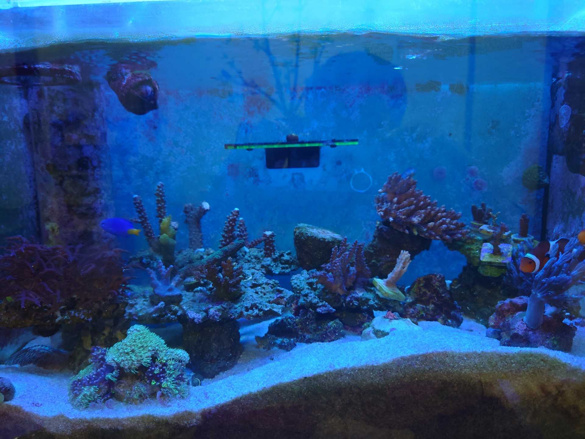 記事一覧 ミドリイシを飼育してみた 楽天ブログ