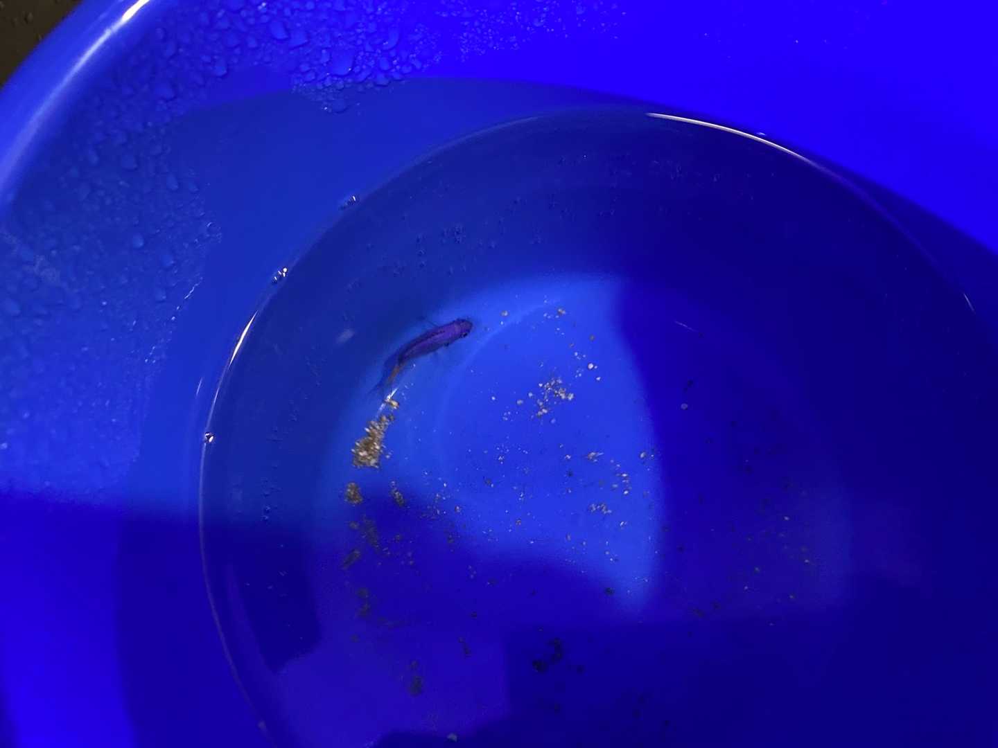 新たなる海水魚水槽34 シリキちゃん引越し ありえないありえる水槽を作りたい ヲカマの日記 楽天ブログ