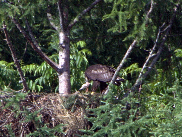 IMG_0043.CR2.jpg