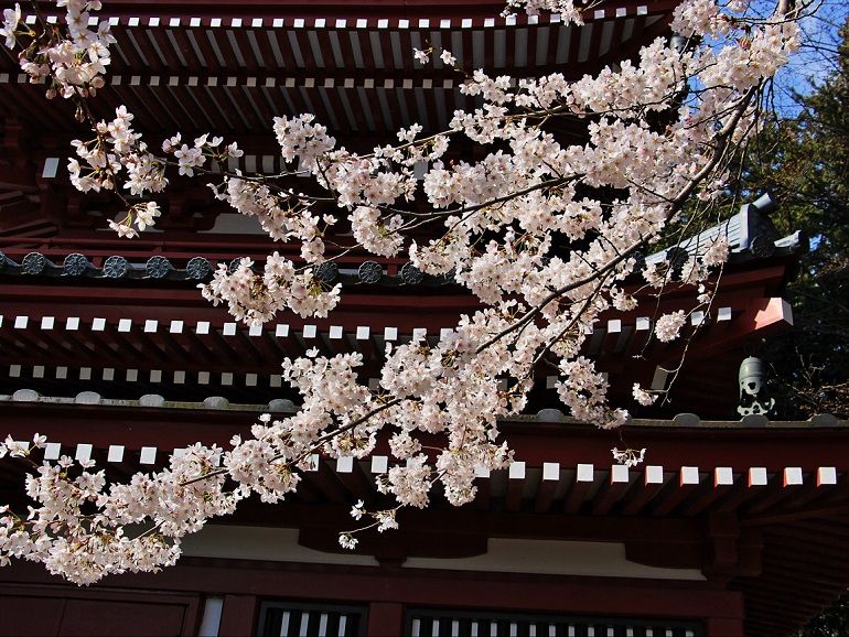 花のお寺 本土寺 | 清多夢くらぶ - 楽天ブログ