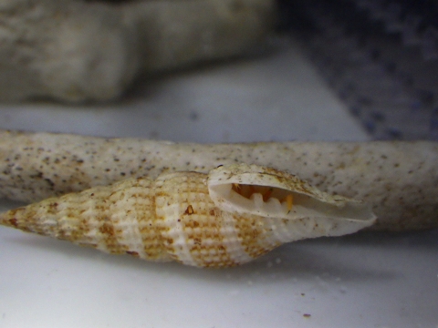 フチドリワモンヤドカリ17　Ciliopagurus shebae