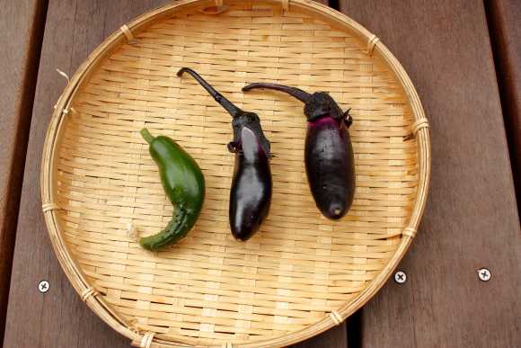 21 ナスとキュウリの一番果 エビ ガーデニングまで雑多な日記 楽天ブログ