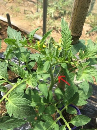 トマトのわき芽摘みとナスの一番花開花 Futtutyの菜園ブログ 楽天ブログ