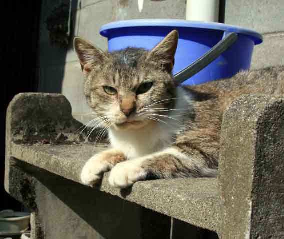 我が家のニャンコ♪2013/2/7-2