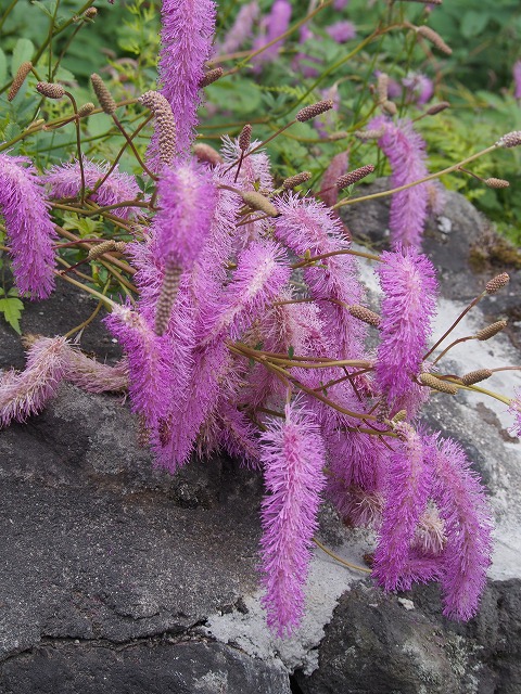 P7200058.jpg