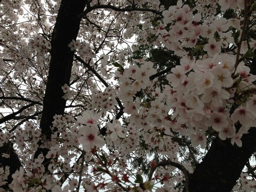 1桜4月3日500３.jpg