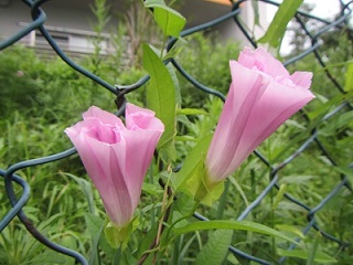 花１４ヒルガオ.jpg