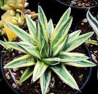 6 アガベ 笹の雪 氷山 TC苗 特選 Agave 'Hyouzan' 植物販売】兵庫県宝塚
