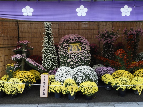 湯島天神菊まつり