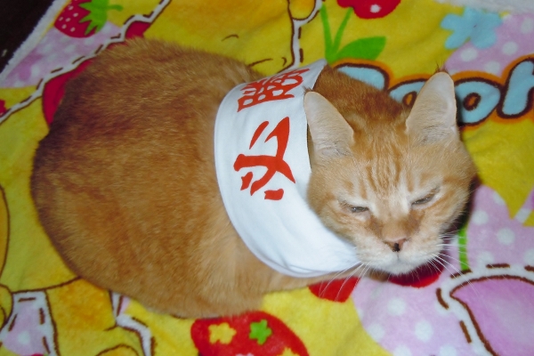 DSCN3185 (600x400).jpg