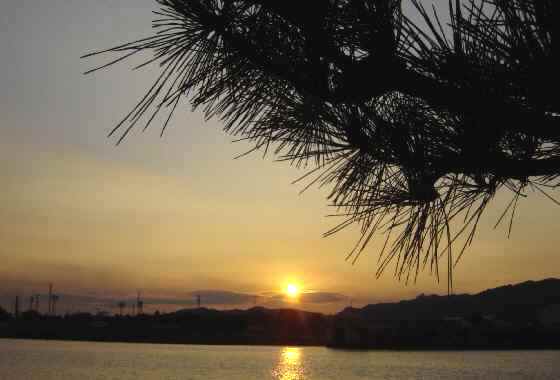 松と夕日５.JPG