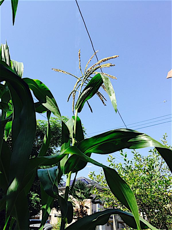 rblog-20150727154510-02.jpg