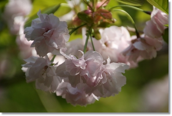 樹木公園-29 手毬-1 16.4.20