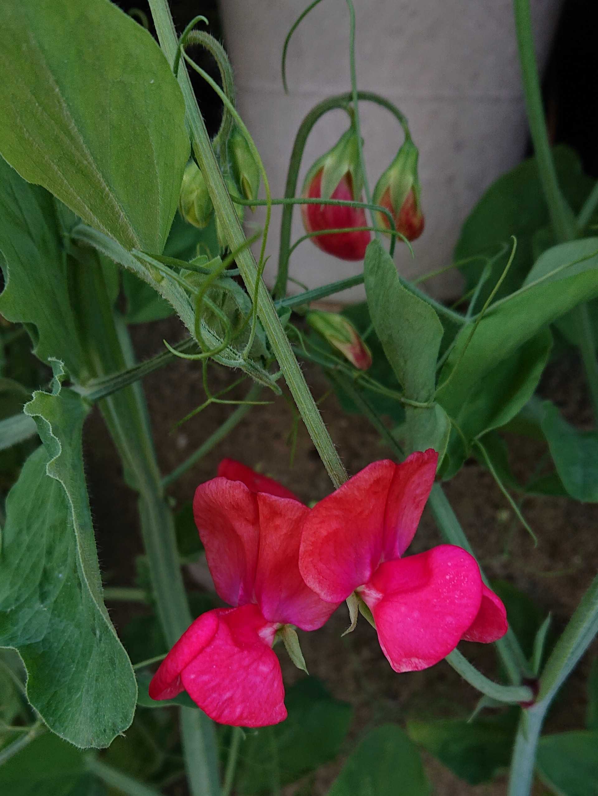 赤いスイートピーも咲きました 趣味は園芸だけれども 楽天ブログ