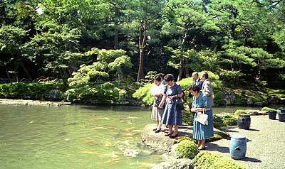 池の錦鯉を鑑賞