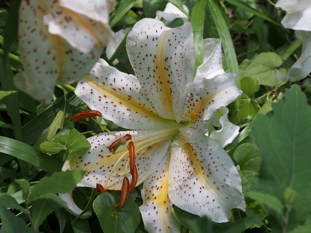 P7100251.jpg