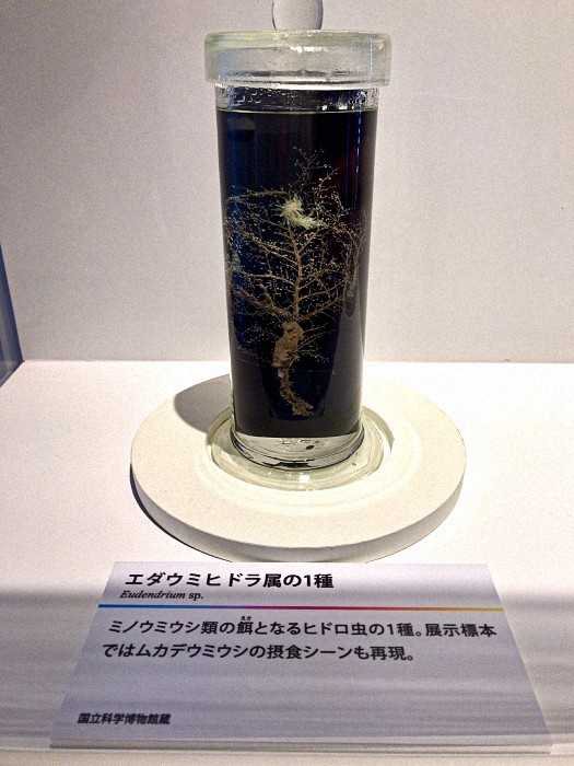 国立科学博物館・特別展『毒』へ(その9) | JINさんの陽蜂農遠日記 - 楽天ブログ