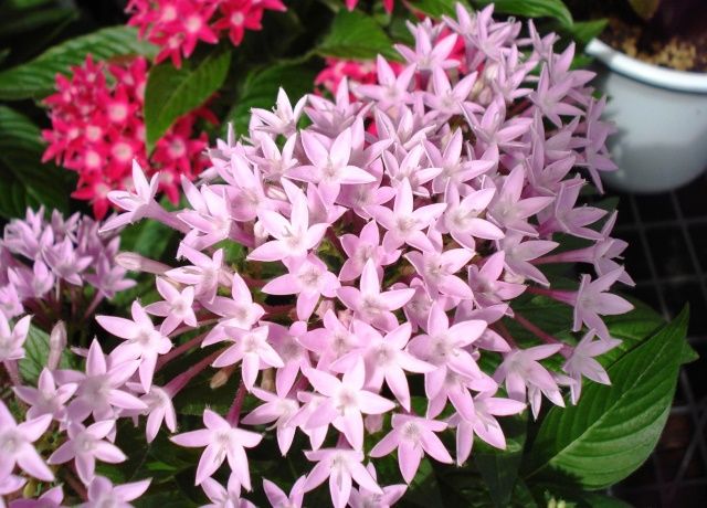 ペンタスの花 花と蕎麦とリハビリと 楽天ブログ