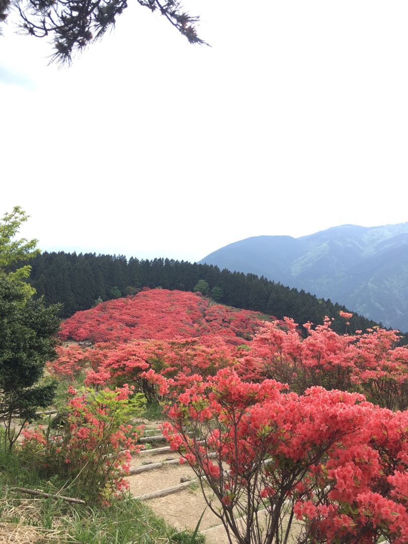 奈良 葛城山 自然 つつじ園 気ままに暮らす 楽天ブログ