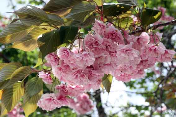 正蓮寺の八重桜♪