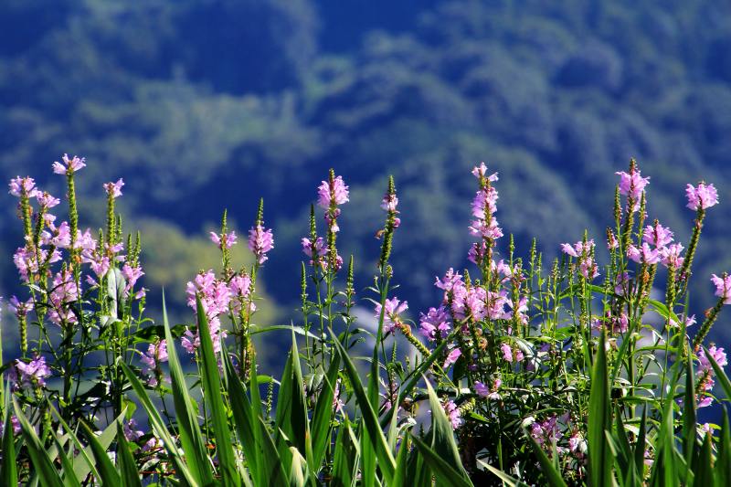 明日香の秋の花_04・花虎ノ尾.jpg