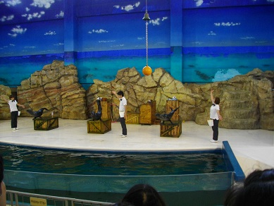 鳥羽水族館　アシカのショー