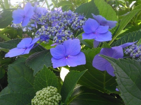 紫陽花.jpg