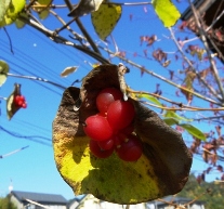 20131103赤い木の実.jpg