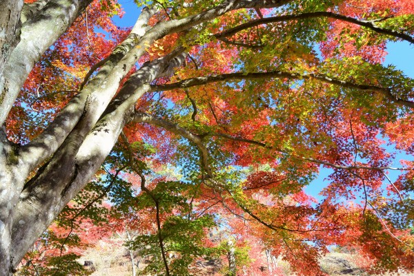 修善寺自然公園